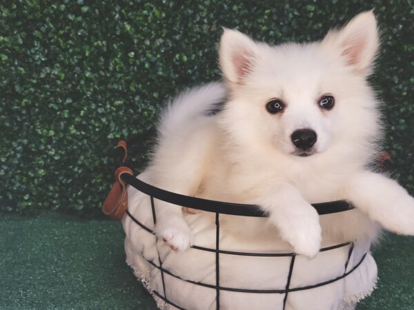 American Eskimo Dog Dog Female White 12561 Petland Henderson, Nevada