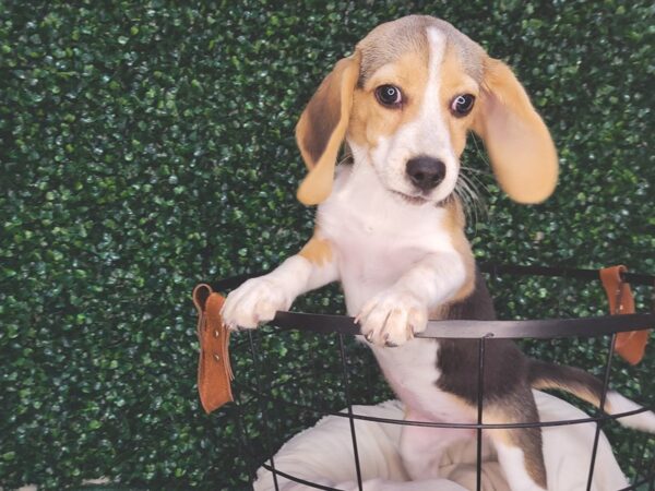 Beagle-DOG-Female-Black White and Tan-12474-Petland Henderson, Nevada