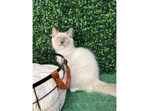 Ragdoll-CAT-Male-Blue Point/Mitted-12504-Petland Henderson, Nevada