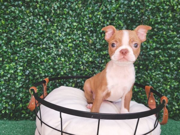 Boston Terrier Dog Male Seal / White 12567 Petland Henderson, Nevada