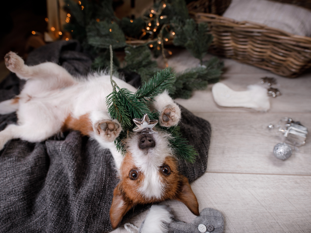 Pet Store Banner