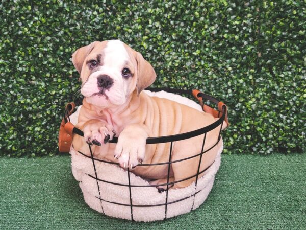 Victorian Bulldog Dog Male Fawn and White 12527 Petland Henderson, Nevada