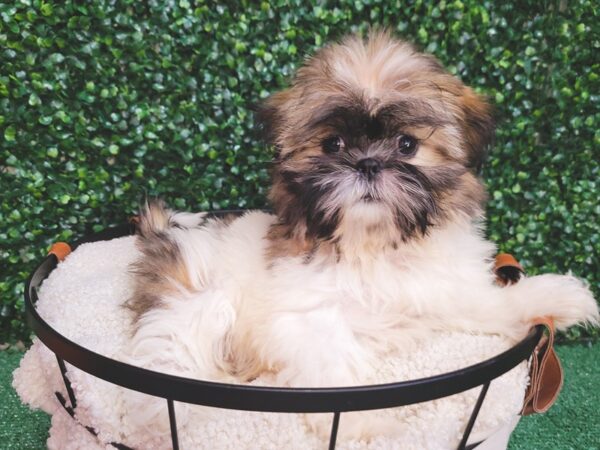 Shih Tzu DOG Female Gold / White 12526 Petland Henderson, Nevada