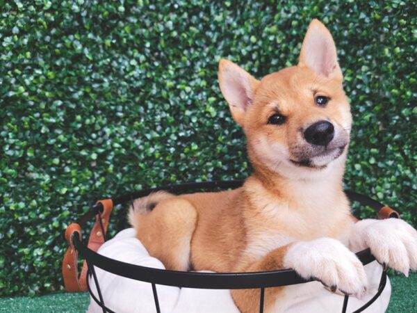 Shiba Inu DOG Female Red Sesame 12525 Petland Henderson, Nevada