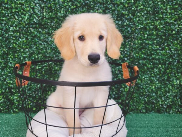 Golden Retriever DOG Male Light Golden 12519 Petland Henderson, Nevada