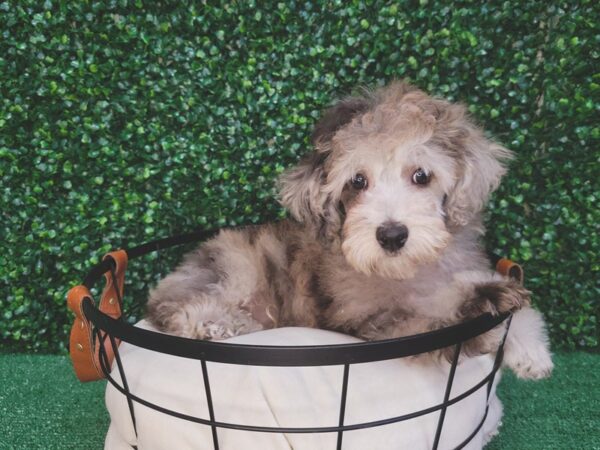 Poodle-Dog-Male-Blue Merle-12481-Petland Henderson, Nevada