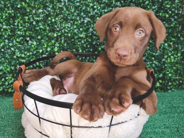 Labrador Retriever DOG Male Chocolate 12535 Petland Henderson, Nevada