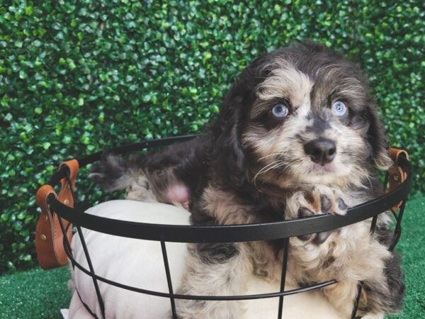 Aussiedoodle Mini Dog Male Blue Merle 12540 Petland Henderson, Nevada