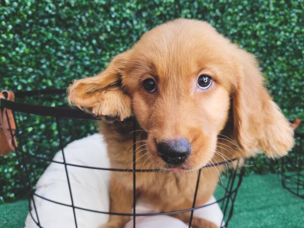 Golden Retriever-Dog-Male-Red-12539-Petland Henderson, Nevada