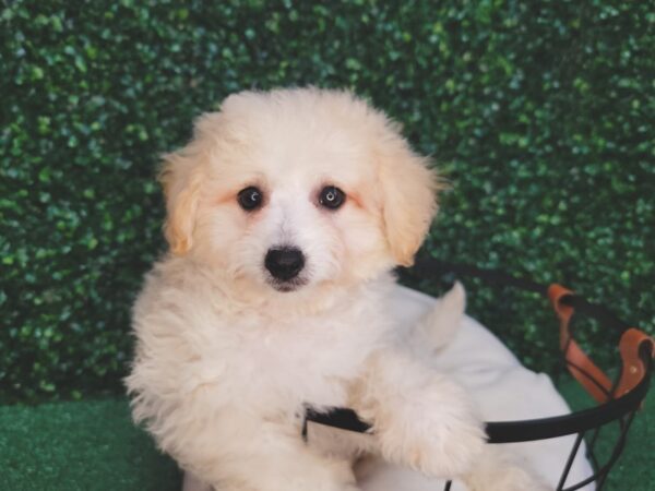 Bichon Poo Dog Male Cream 12549 Petland Henderson, Nevada