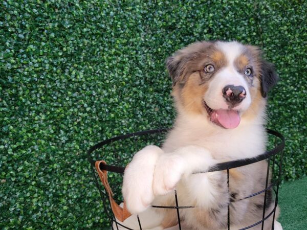 Australian Shepherd-DOG-Male-Blue Merle-12544-Petland Henderson, Nevada