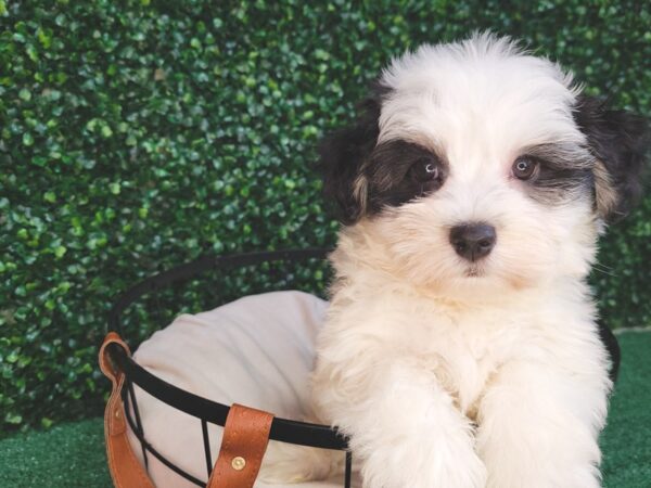 Havanese-DOG-Male-Black and White-12559-Petland Henderson, Nevada