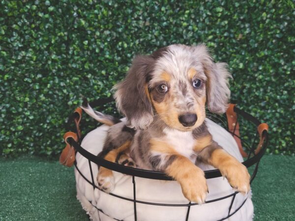 Dachshund DOG Female Black and Silver Dapple 12565 Petland Henderson, Nevada