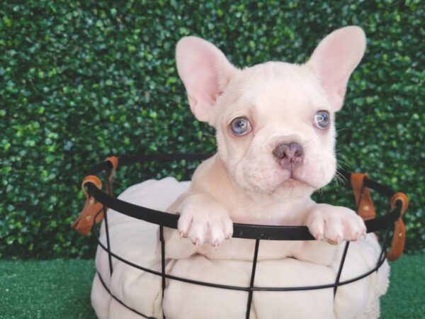 French Bulldog DOG Male Cream 12568 Petland Henderson, Nevada