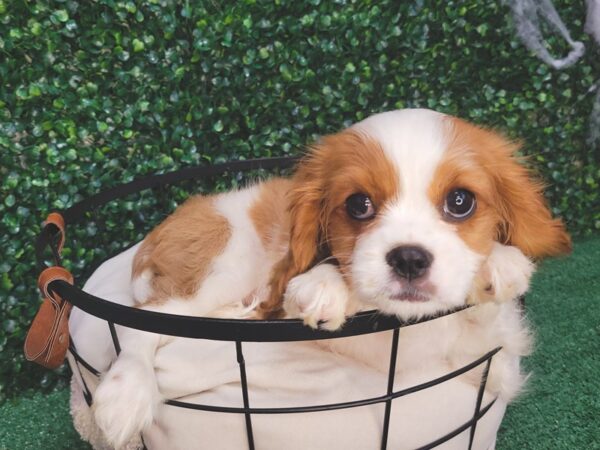 Cavalier King Charles Spaniel Dog Female Blenheim 12569 Petland Henderson, Nevada