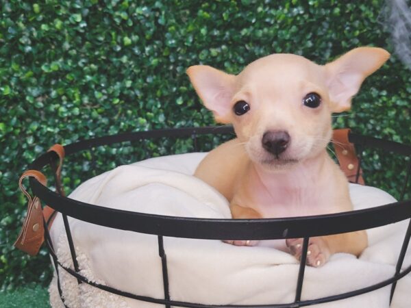 Chihuahua-Dog-Male-Fawn-12570-Petland Henderson, Nevada