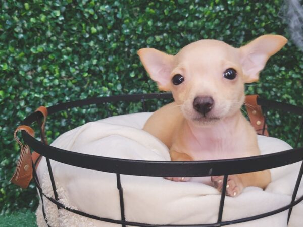 Chihuahua Dog Male Fawn 12570 Petland Henderson, Nevada