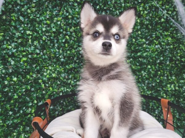 Alaskan Klee Kai Dog Male Black / White 12572 Petland Henderson, Nevada