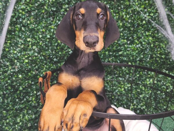 Doberman Pinscher-DOG-Male-Black / Rust-12573-Petland Henderson, Nevada