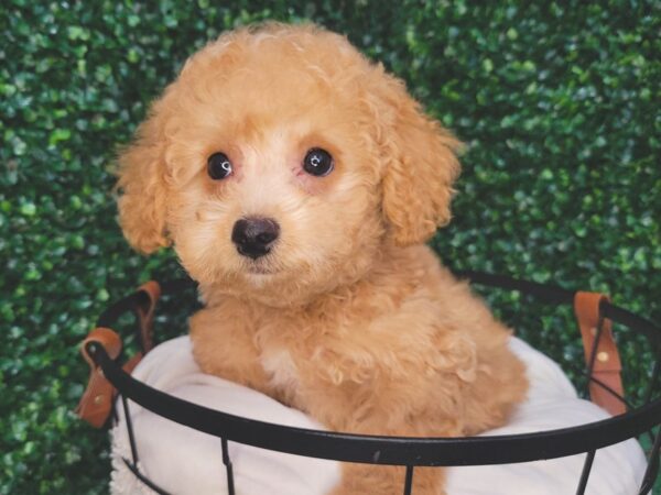 Bichonpoo-DOG-Female-Apricot-12575-Petland Henderson, Nevada