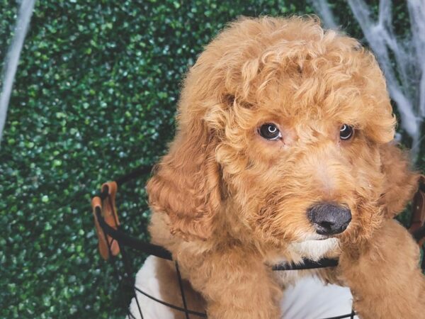 Goldendoodle Mini DOG Male Red 12576 Petland Henderson, Nevada