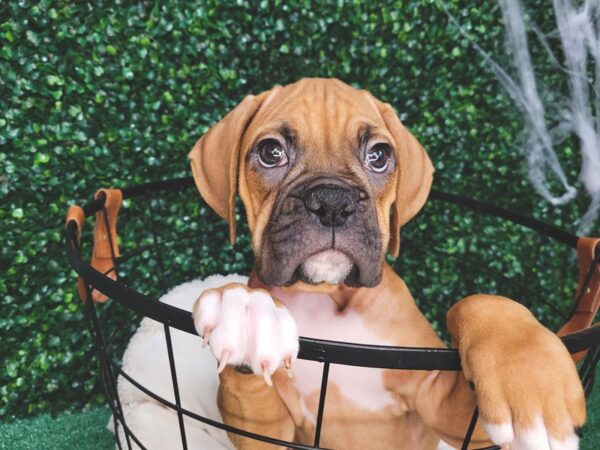 Boxer Dog Male Fawn 12577 Petland Henderson, Nevada