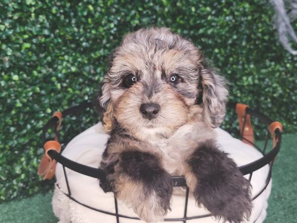 Miniature Bernedoodle DOG Male Blue Merle and White 12578 Petland Henderson, Nevada