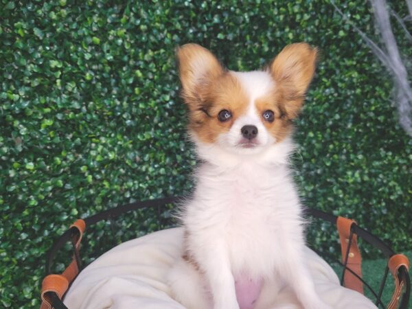 Papillon-DOG-Female-White and Red-12579-Petland Henderson, Nevada