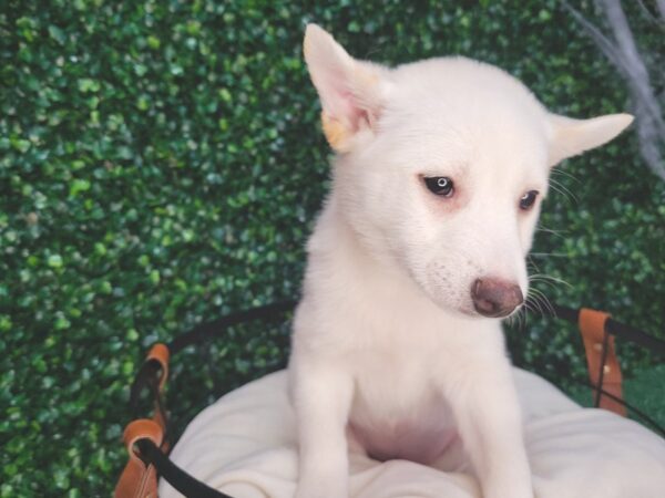 Shiba Inu Dog Female Cream 12580 Petland Henderson, Nevada