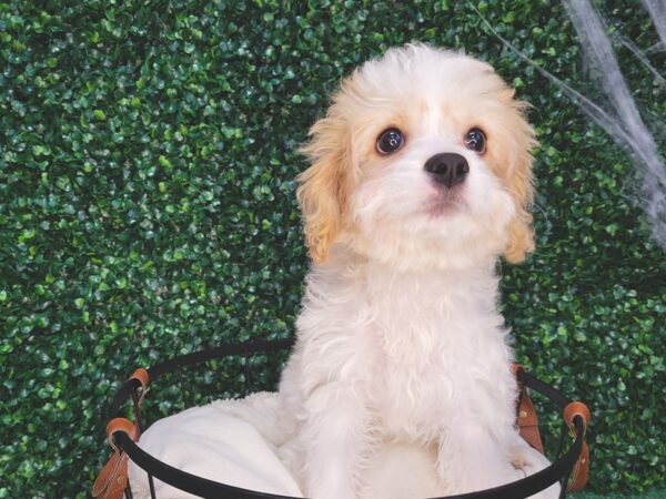 Cavachon-Dog-Female-Apricot-12532-Petland Henderson, Nevada