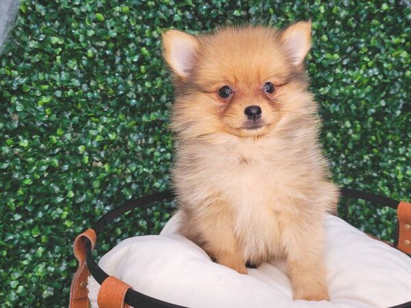 Pomeranian-Dog-Female-Red Sable-12582-Petland Henderson, Nevada