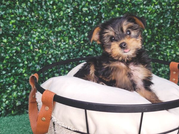 Yorkshire Terrier Dog Female Black / Tan 12584 Petland Henderson, Nevada