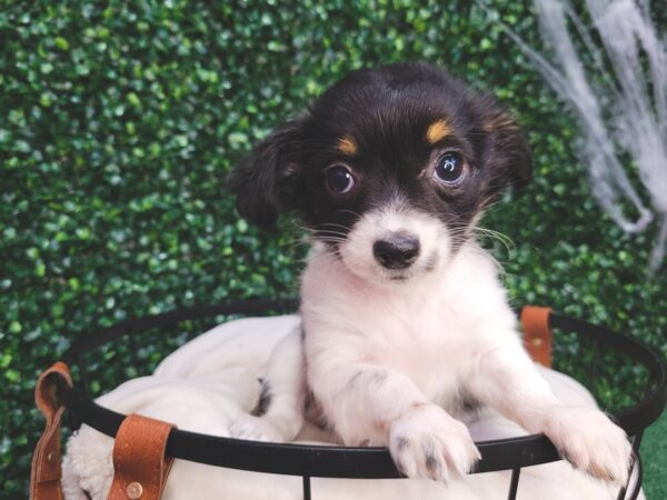 Chihuahua Dog Female Black Tan / White 12585 Petland Henderson, Nevada