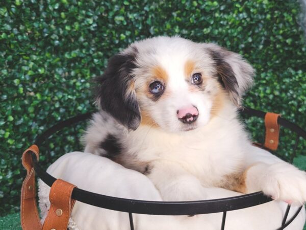 Miniature Australian Shepherd-Dog-Female-Blue Merle-12588-Petland Henderson, Nevada