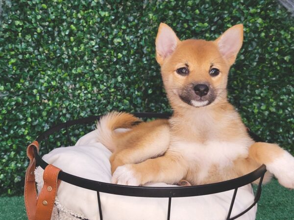 Shiba Inu-Dog-Female-Red-12590-Petland Henderson, Nevada