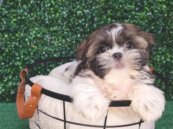 Shih Tzu Dog Female Brindle and White 12591 Petland Henderson, Nevada