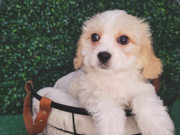 Cavachon Dog Male White and Cream 12593 Petland Henderson, Nevada