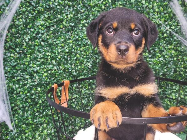 Rottweiler Dog Female Black / Rust 12583 Petland Henderson, Nevada