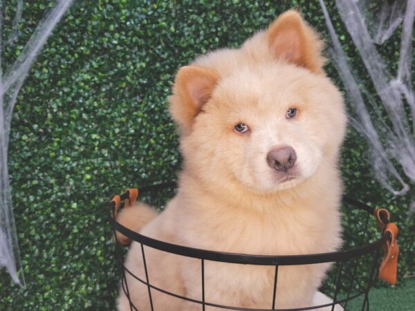 Chow Chow Dog Male Fawn 12586 Petland Henderson, Nevada