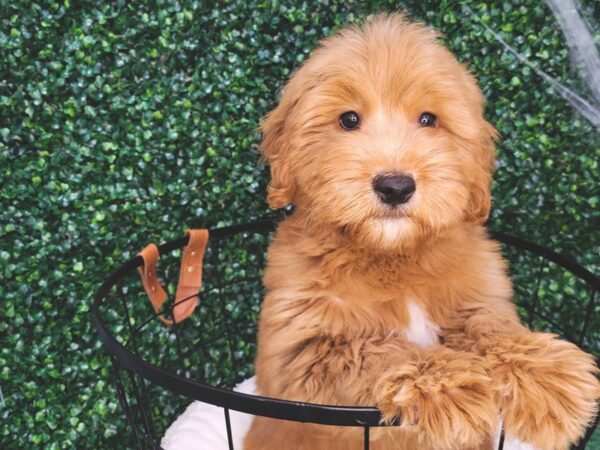 Miniature Goldendoodle-Dog-Male-Red-12587-Petland Henderson, Nevada