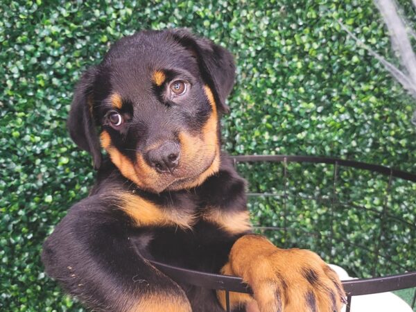 Rottweiler Dog Male Black / Tan 12589 Petland Henderson, Nevada