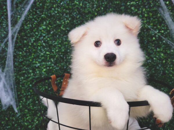 American Eskimo Dog Male White 12592 Petland Henderson, Nevada