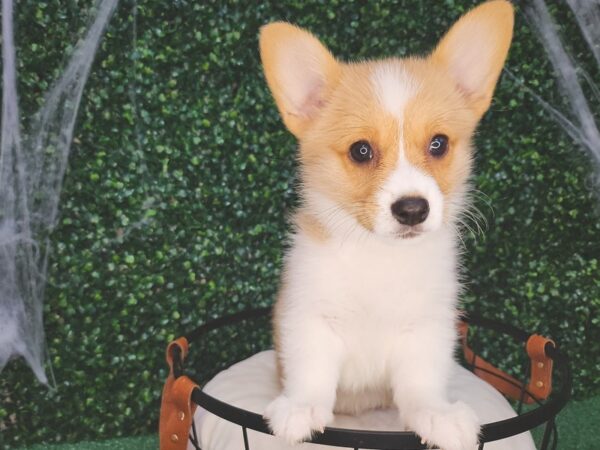 Pembroke Welsh Corgi Dog Female Sable / White 12594 Petland Henderson, Nevada