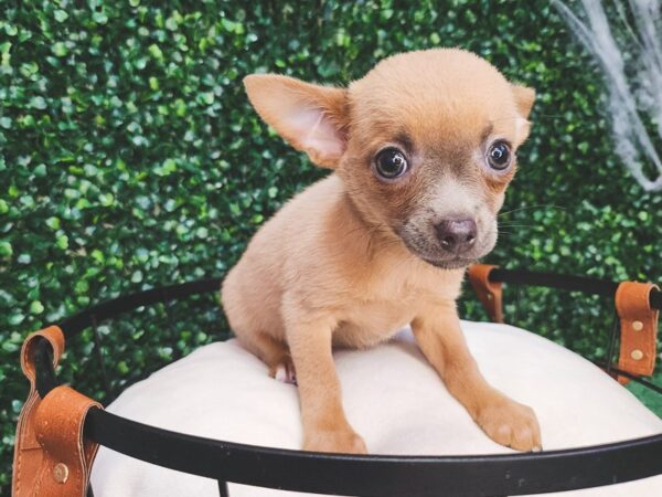 Chihuahua Dog Female Blue Fawn 12598 Petland Henderson, Nevada