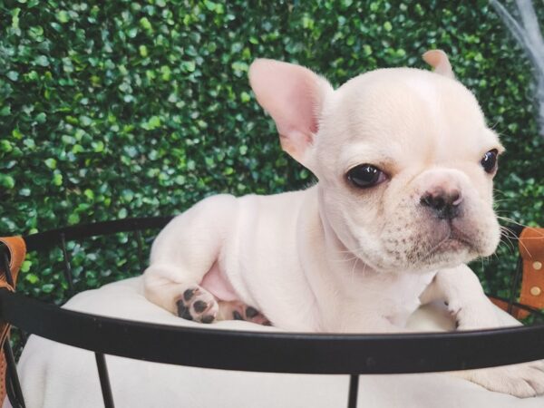 French Bulldog Dog Male Cream 12599 Petland Henderson, Nevada