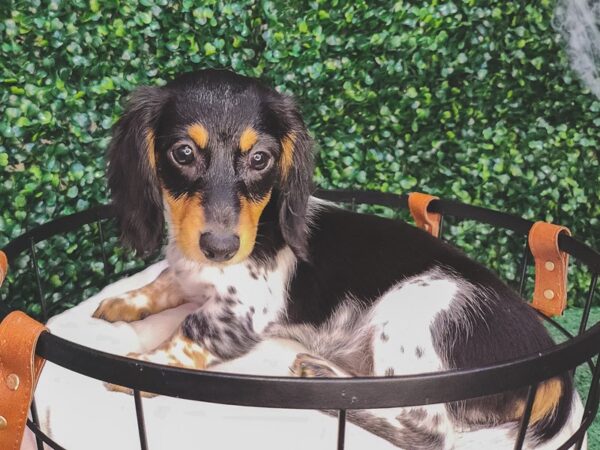 Dachshund Dog Female Black and Tan 12605 Petland Henderson, Nevada