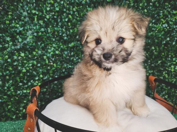 Malti-Pom Dog Male Sable 12607 Petland Henderson, Nevada