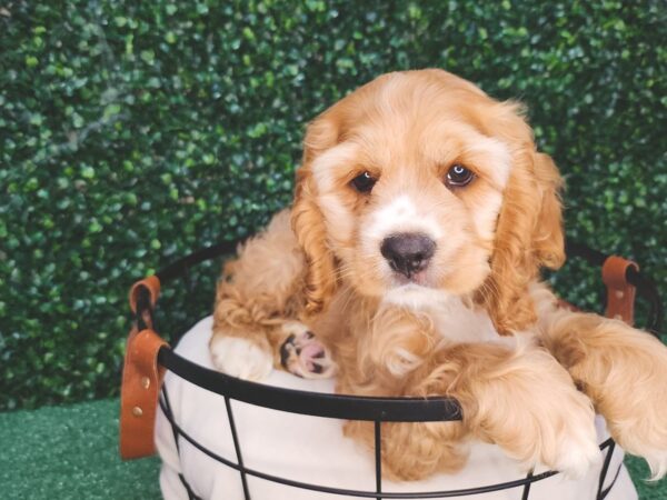 Cocker Spaniel Dog Female Brown 12601 Petland Henderson, Nevada