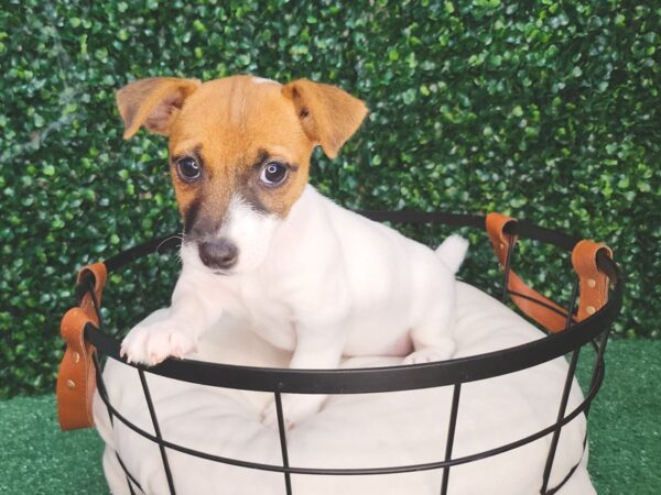 Jack Russell Terrier Dog Female White 12596 Petland Henderson, Nevada