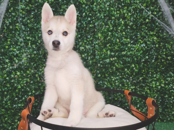 Alaskan Klee Kai-Dog-Female-Gray / White-12597-Petland Henderson, Nevada